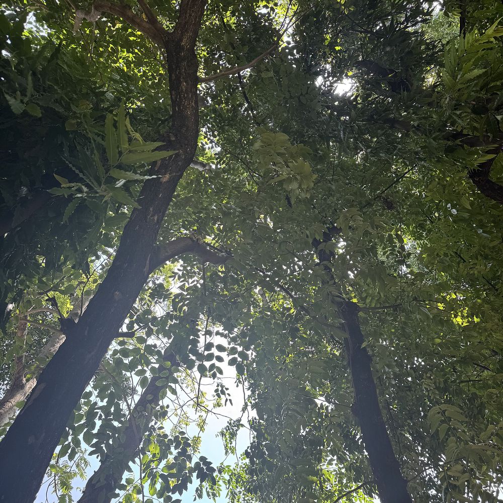 Houppier d'un grand arbre vu d'en dessous