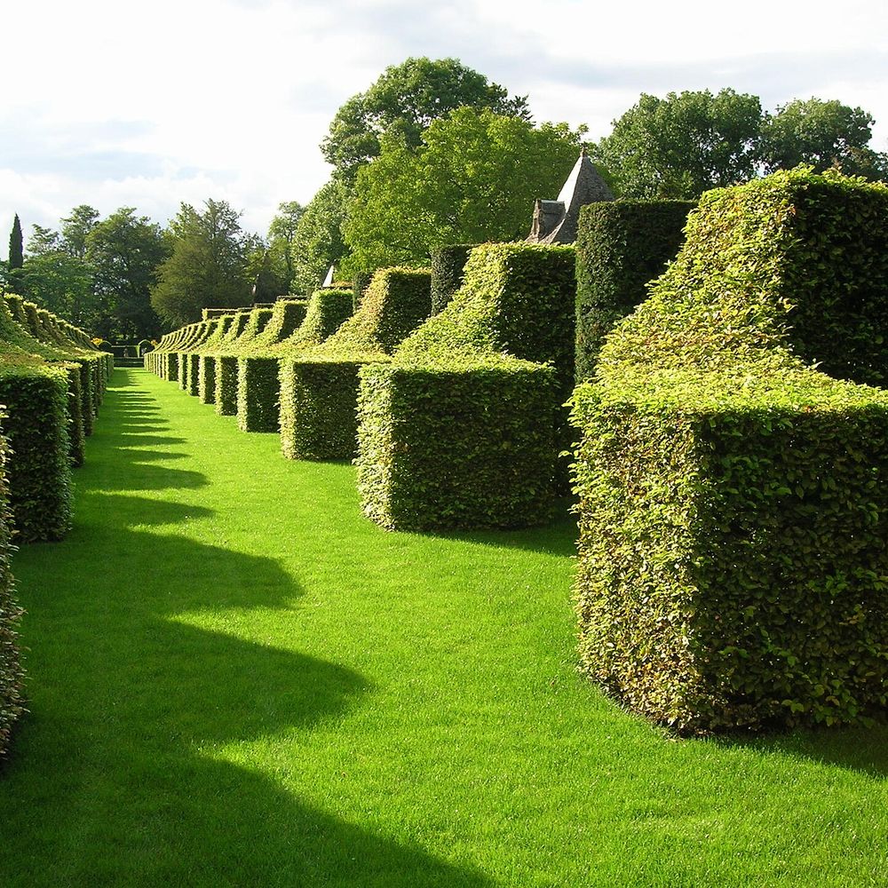 Haie taillée en limite de jardin